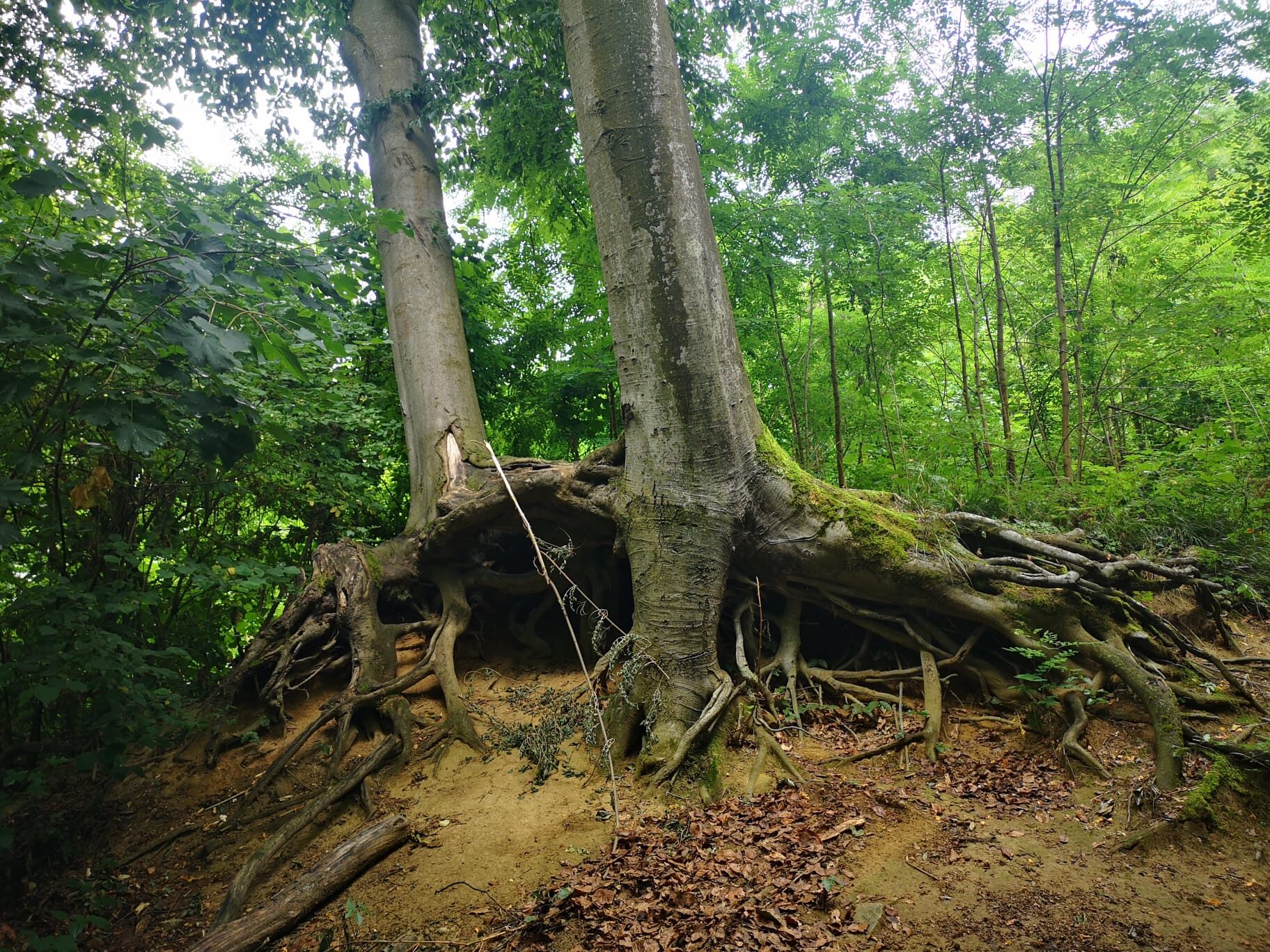 Wurzelbaum