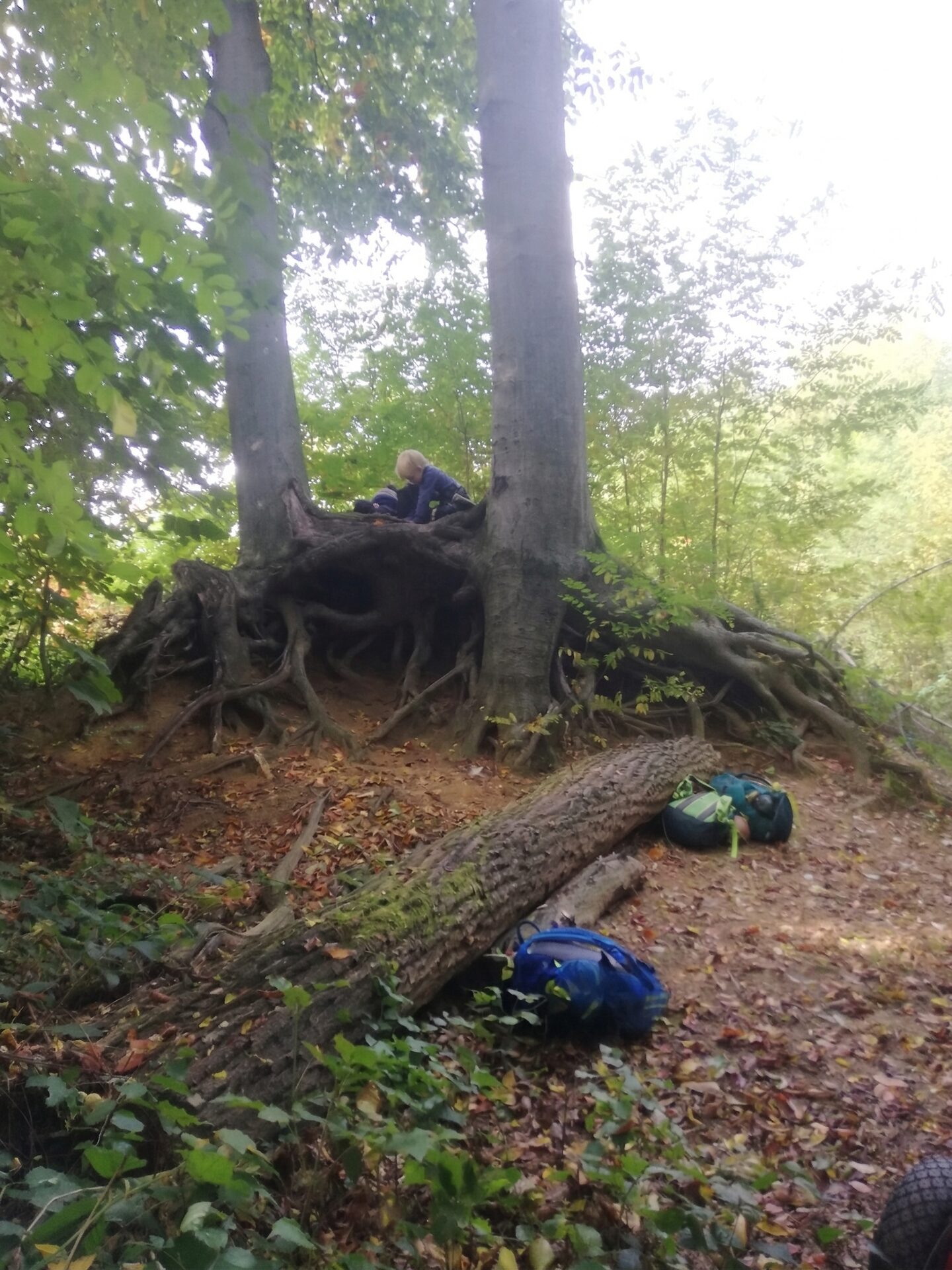 Wurzelbaum